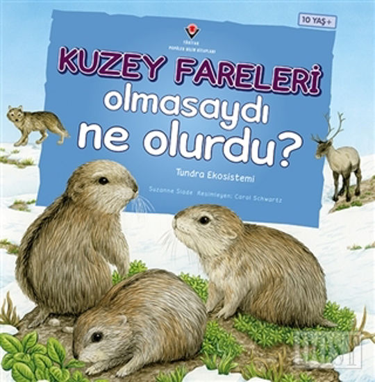 Kuzey Fareleri Olmasaydı Ne Olurdu?